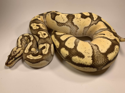 Enchi Firefly Het Hypo