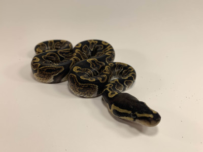 GHI