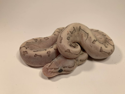 Bamboo Enchi Lemonblast