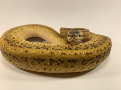 Leopard Lemonblast Het Pied