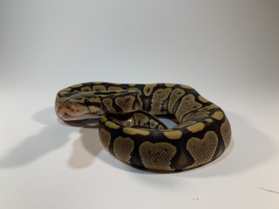 Hypo