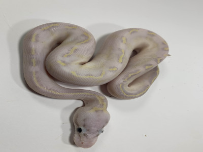 Pastel Ivory