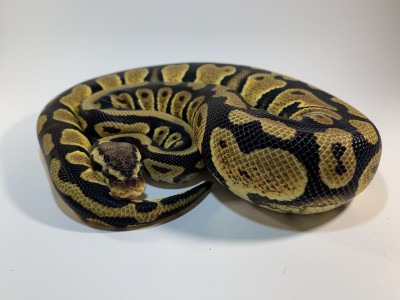Pastel Het Clown