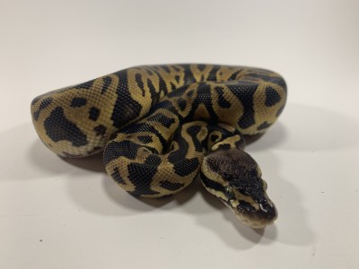 Pastel Leopard Het Clown
