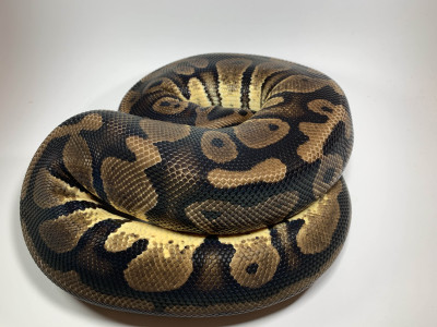 Pastel Het Pied