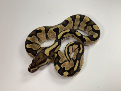 Enchi Fire