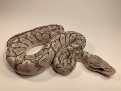 Bamboo Pastel