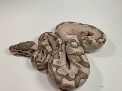 Enchi Fire Bamboo
