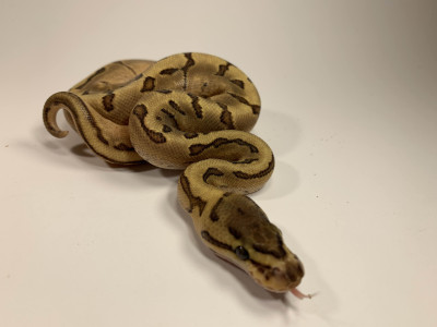 Enchi Fire Pinstripe