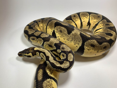 Pastel Enchi