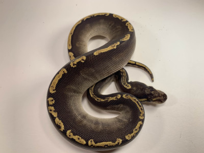 Mojave GHI Cinnamon