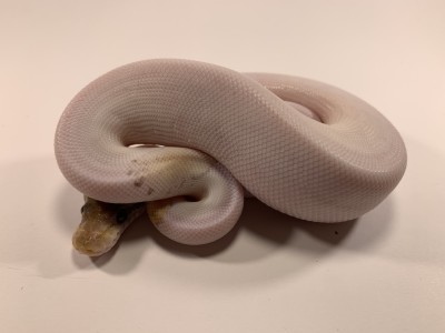 Pastave Pin Pied