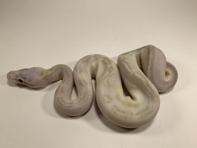 Pastel Ivory