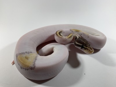 Pastave YB Leo Pied