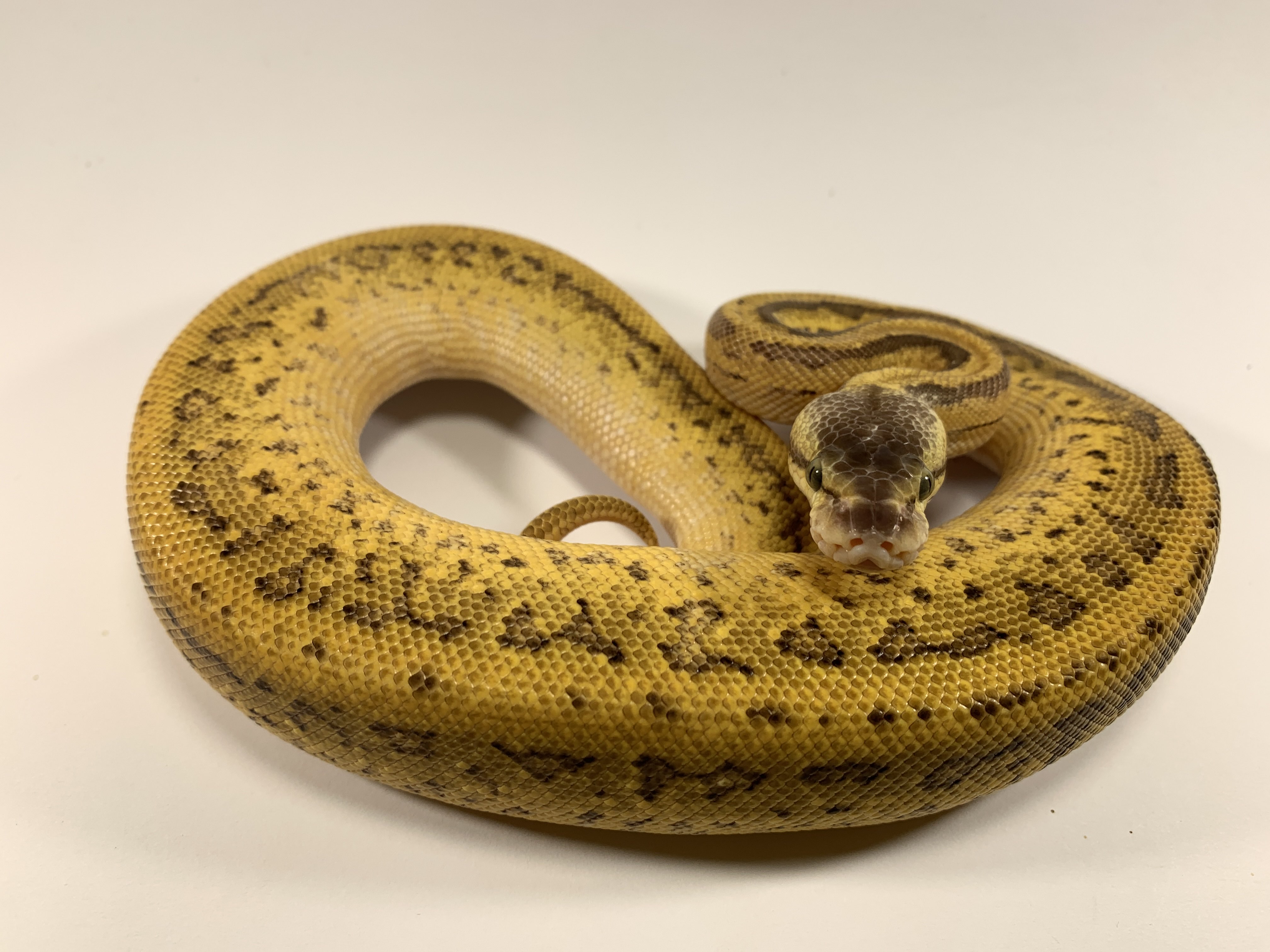 Lemonblast Leopard Het Pied