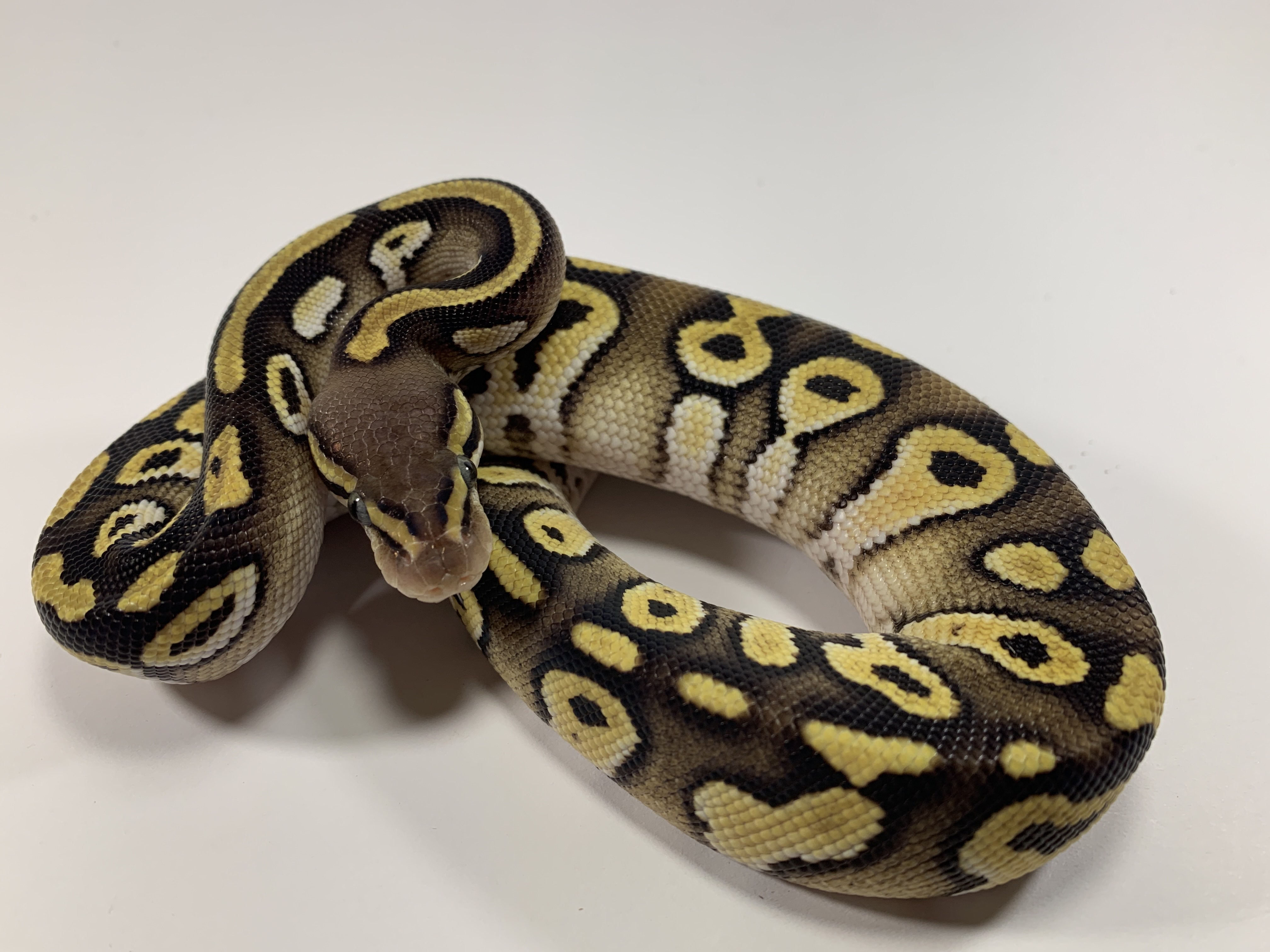 Pastave Yellowbelly Het Pied