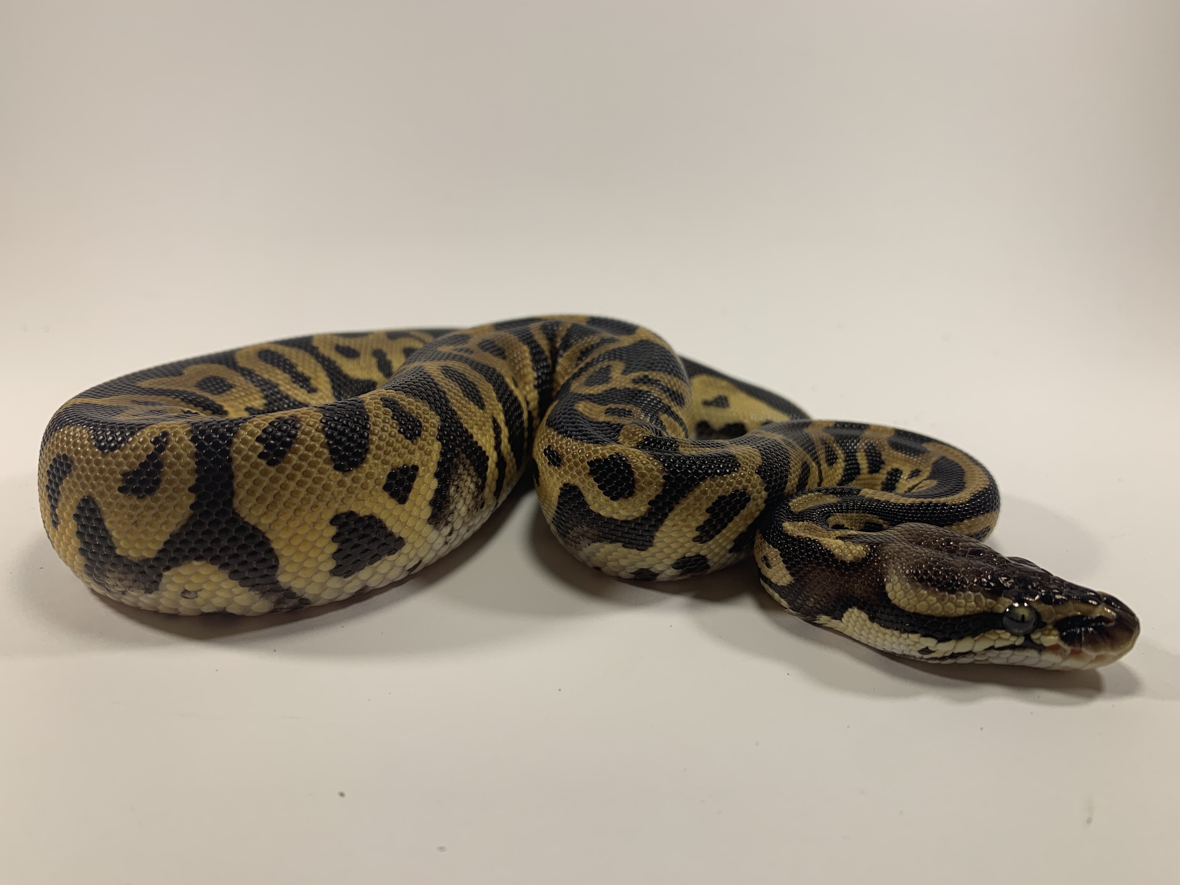 Leopard Pastel Het Pied