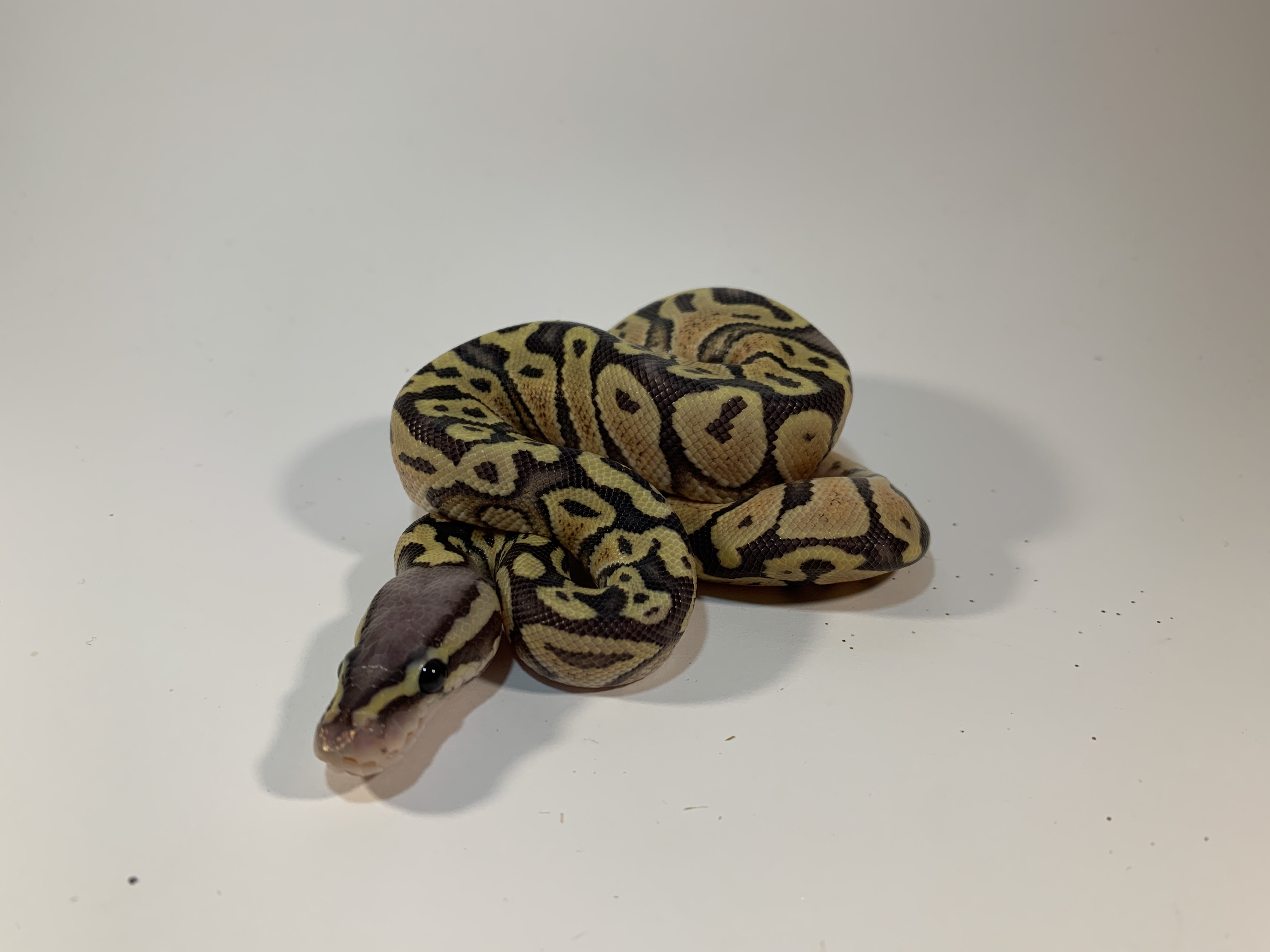 Pastel Hypo