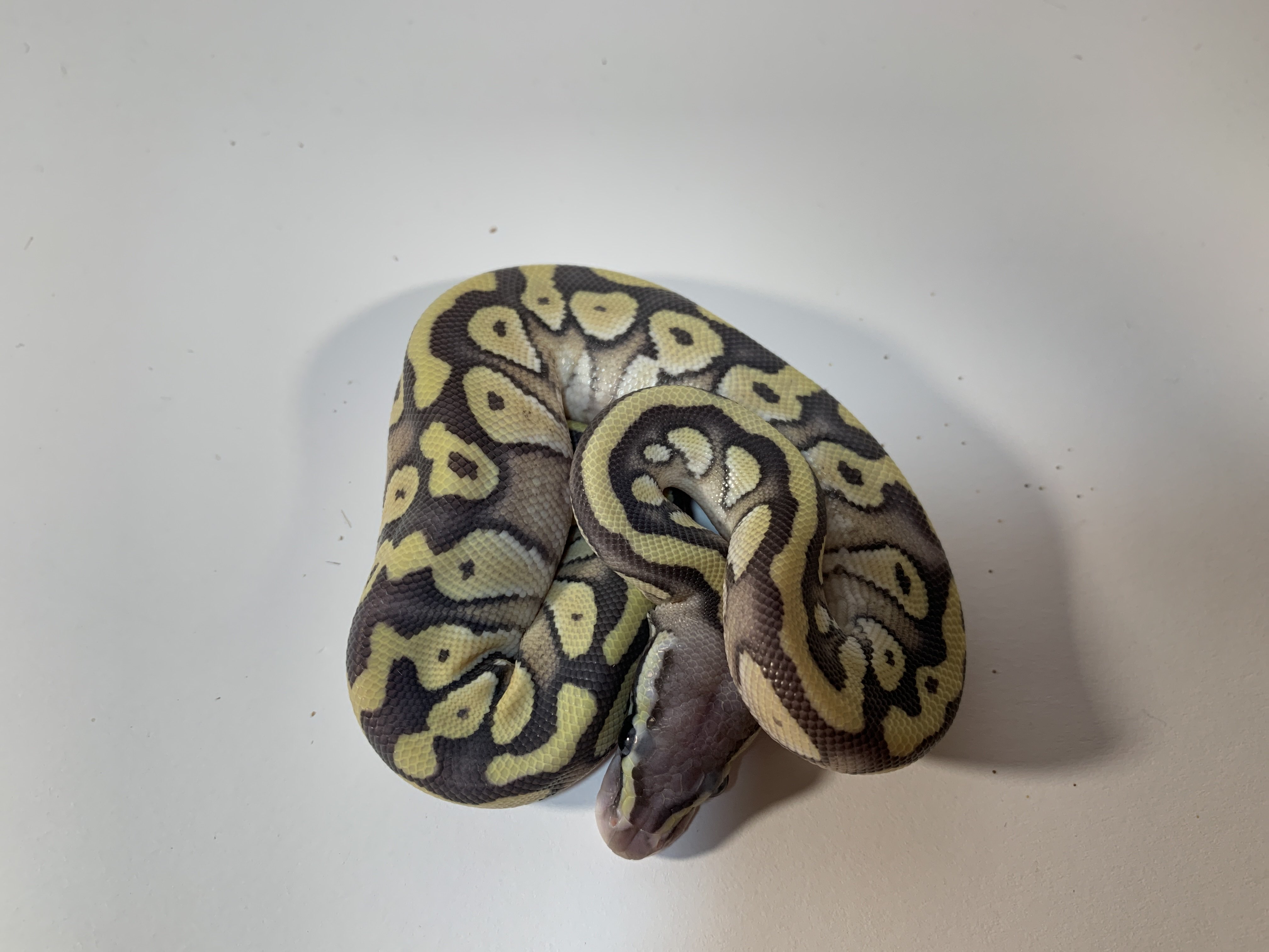 Mojave Hypo