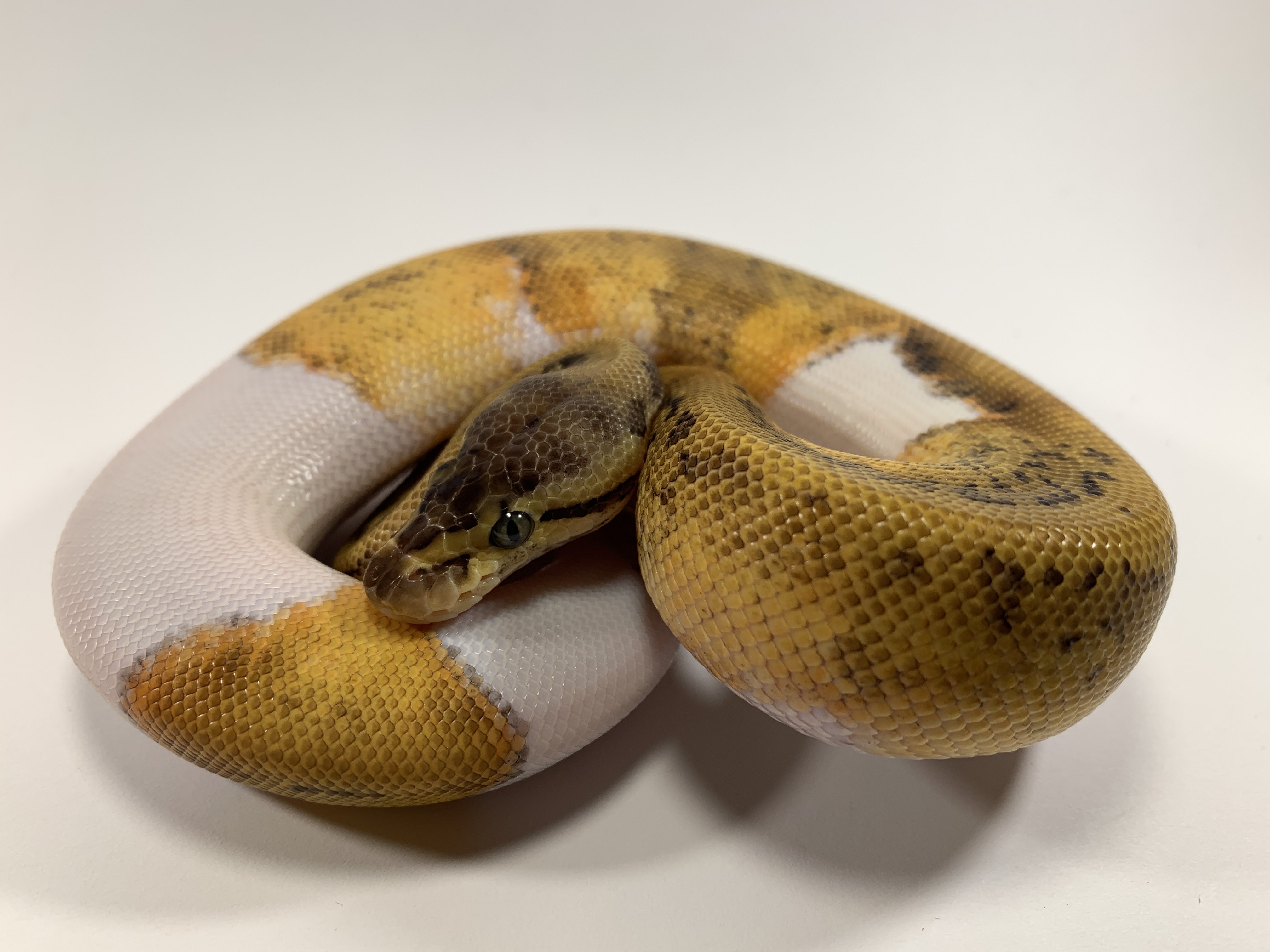 Pastel Pinstripe Leopard YB Pied